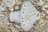 Fossil Crinoid and Blastoid Plate - Missouri #103504-1